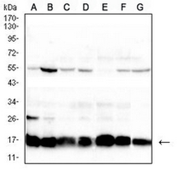 Histone H2A.X Mouse Monoclonal Antibody