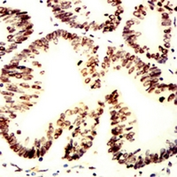 Histone H2A.X Mouse Monoclonal Antibody