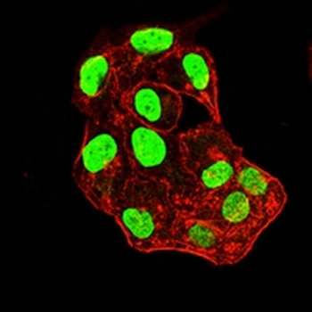 Histone H2A.X Mouse Monoclonal Antibody