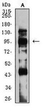 mGLUR8 Mouse Monoclonal Antibody
