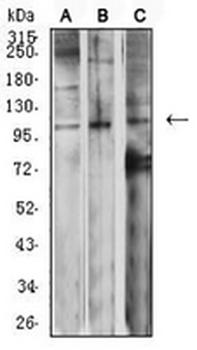 mGLUR2 Mouse Monoclonal Antibody
