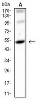 GPR83 Mouse Monoclonal Antibody