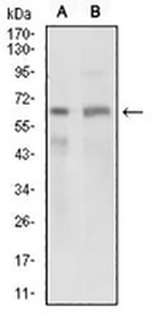 GPNMB Mouse Monoclonal Antibody