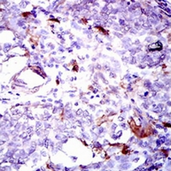 GPNMB Mouse Monoclonal Antibody