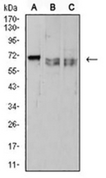 CD42b Mouse Monoclonal Antibody