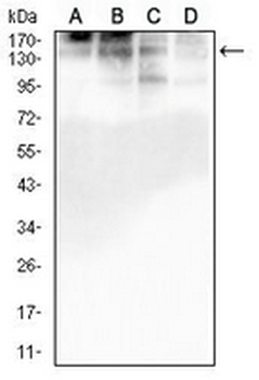 GM130 Mouse Monoclonal Antibody