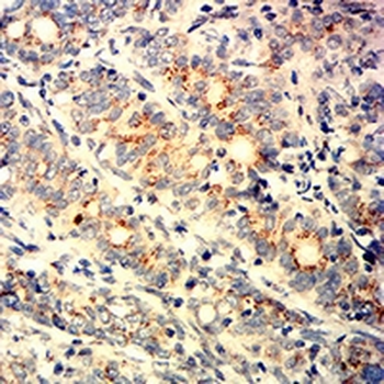 GM130 Mouse Monoclonal Antibody