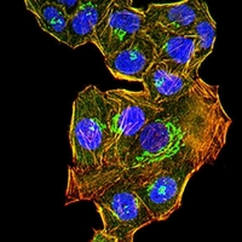 GM130 Mouse Monoclonal Antibody