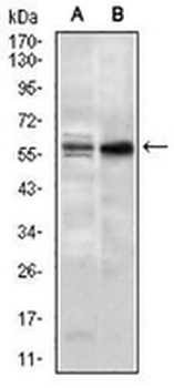 Nucleostemin Mouse Monoclonal Antibody