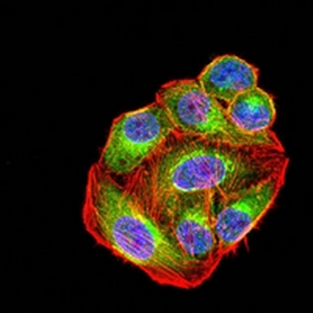 Glutamine Synthetase Mouse Monoclonal Antibody