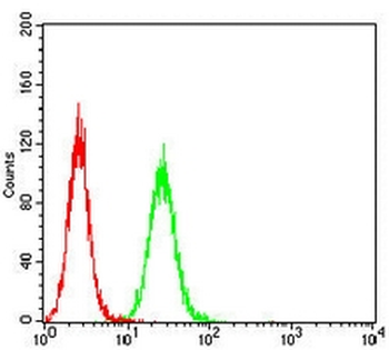 Glutamine Synthetase Mouse Monoclonal Antibody