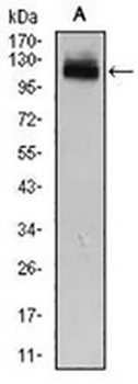GAB1 Mouse Monoclonal Antibody