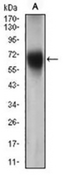 CD15 Mouse Monoclonal Antibody