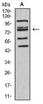 FOXP2 Mouse Monoclonal Antibody