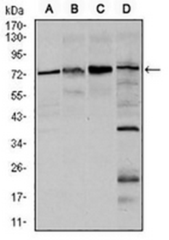 FOXO1 Mouse Monoclonal Antibody