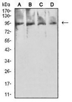 PSMA Mouse Monoclonal Antibody