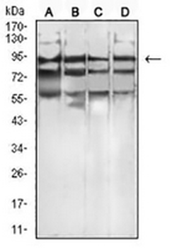 FGFR4 Mouse Monoclonal Antibody