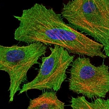CD95 Mouse Monoclonal Antibody