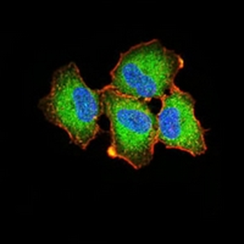 Ezrin Mouse Monoclonal Antibody