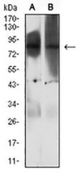 EZH1 Mouse Monoclonal Antibody
