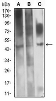 CD361 Mouse Monoclonal Antibody