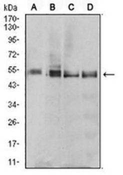 eTF1 Mouse Monoclonal Antibody