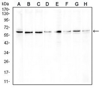 ERCC1 Mouse Monoclonal Antibody