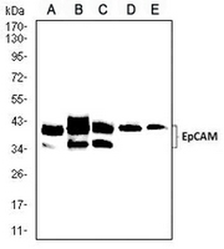 CD326 Mouse Monoclonal Antibody