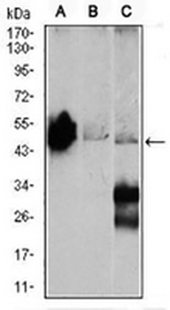 Gamma-enolase Mouse Monoclonal Antibody