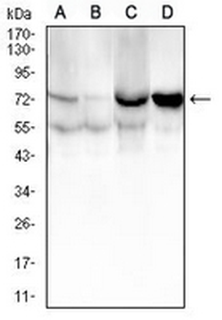CD105 Mouse Monoclonal Antibody