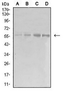 EIF5 Mouse Monoclonal Antibody