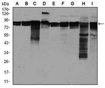 EIF4B Mouse Monoclonal Antibody