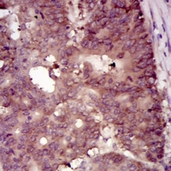 EIF4B Mouse Monoclonal Antibody