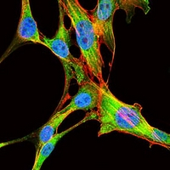 EIF4B Mouse Monoclonal Antibody