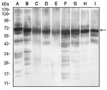 eIF2 alpha Mouse Monoclonal Antibody