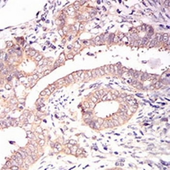eIF2 alpha Mouse Monoclonal Antibody