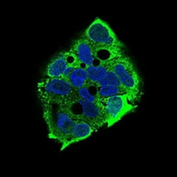 eIF2 alpha Mouse Monoclonal Antibody