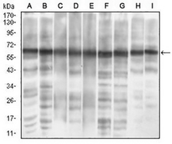 eIF2 alpha Mouse Monoclonal Antibody