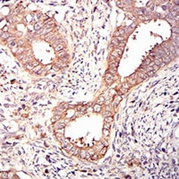 eIF2 alpha Mouse Monoclonal Antibody