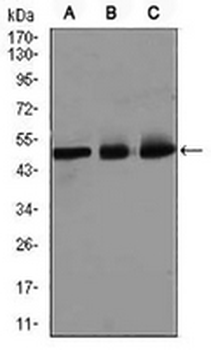 E2F1 Mouse Monoclonal Antibody