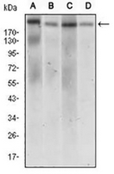 DNMT1 Mouse Monoclonal Antibody