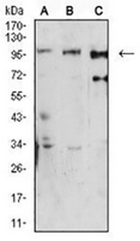 Dynamin 2 Mouse Monoclonal Antibody