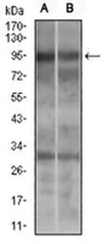 DRP1 Mouse Monoclonal Antibody
