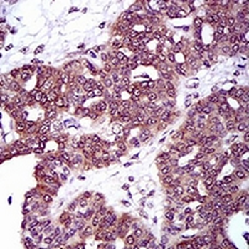 DRP1 Mouse Monoclonal Antibody