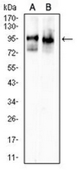 PSD95 Mouse Monoclonal Antibody