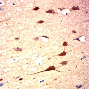 PSD95 Mouse Monoclonal Antibody