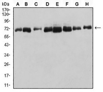 DDX5 Mouse Monoclonal Antibody