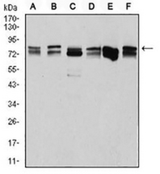 DDX3X Mouse Monoclonal Antibody