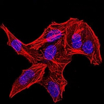 DDX3X Mouse Monoclonal Antibody