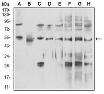 DDX39B Mouse Monoclonal Antibody